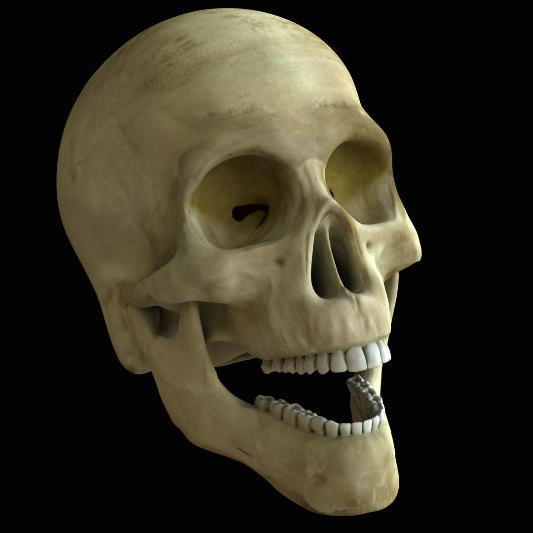 Full Body Skeleton 3D Model – Rigged and Ready for Animation, Maya - View 17