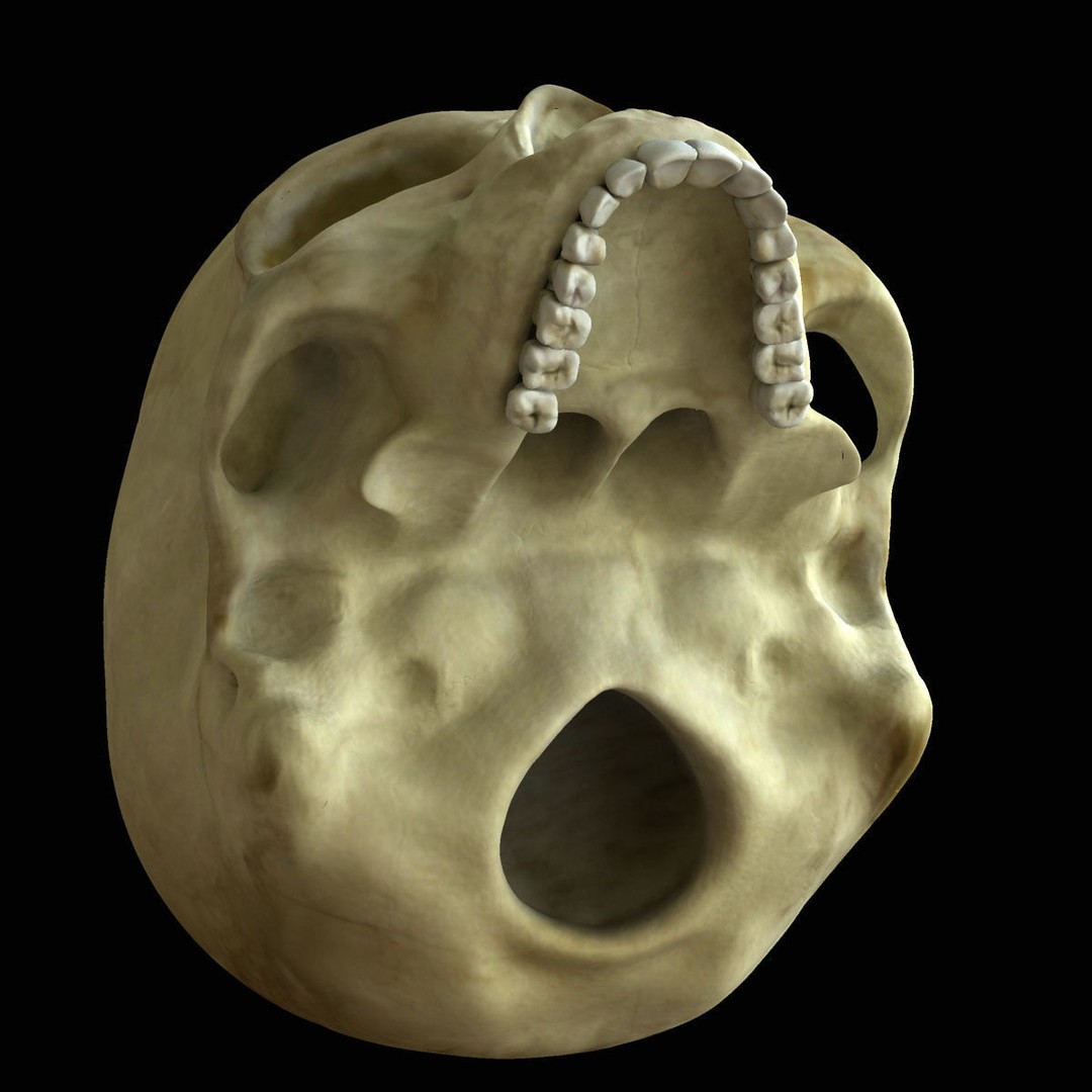 Full Body Skeleton 3D Model – Rigged and Ready for Animation, Maya - View 18