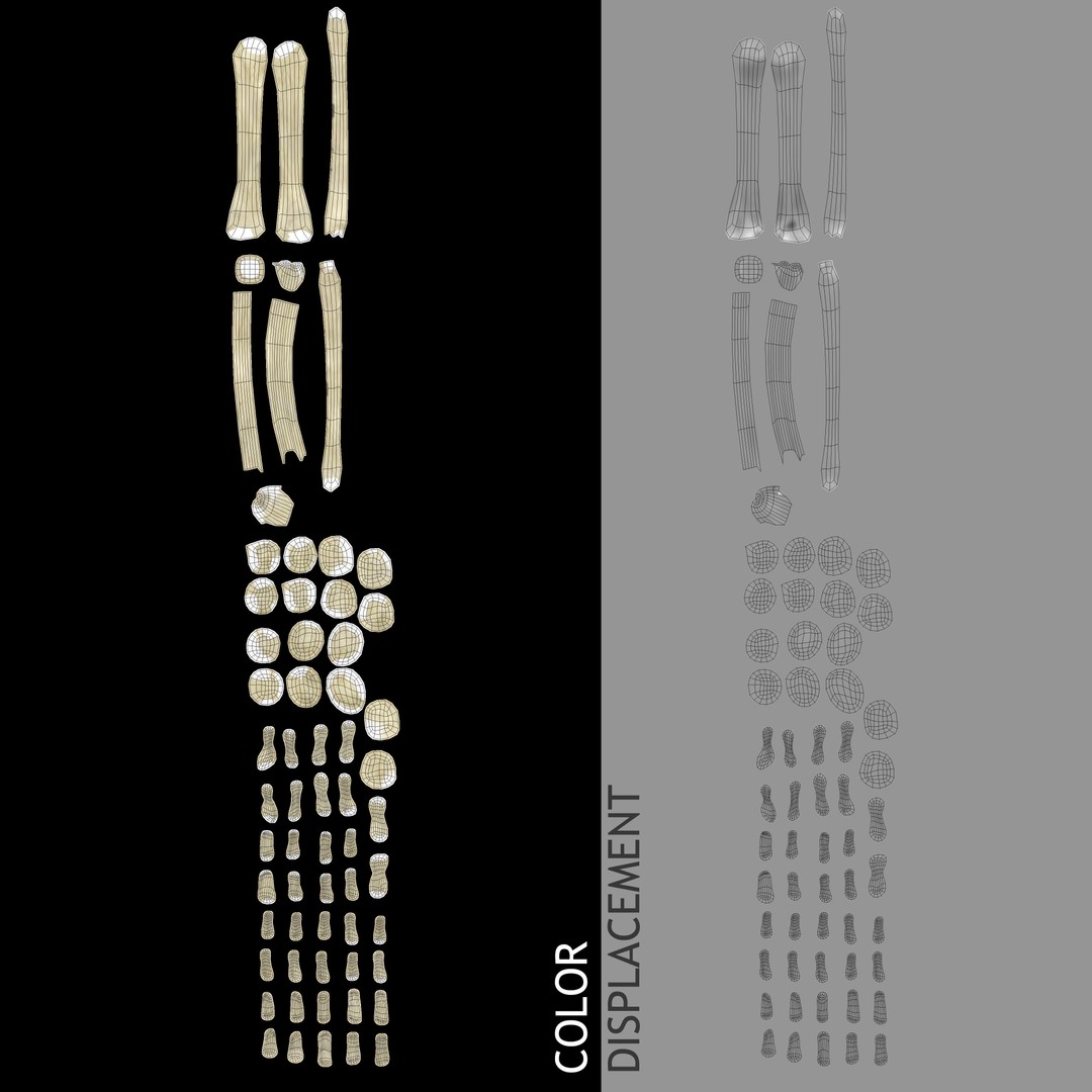 Full Body Skeleton 3D Model – Rigged and Ready for Animation, Maya - View 19