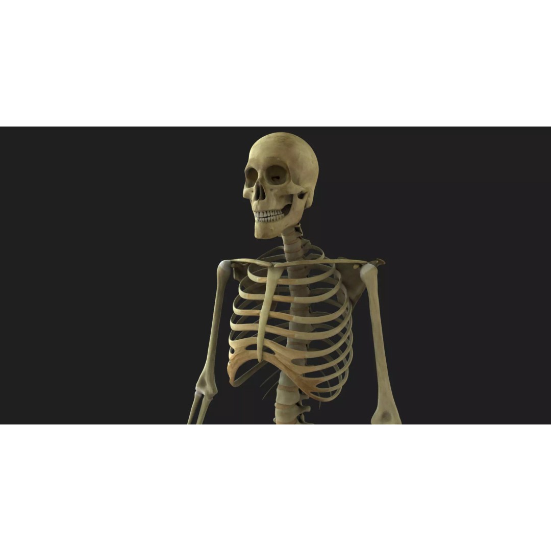 Full Body Skeleton 3D Model – Rigged and Ready for Animation, Maya - View 2