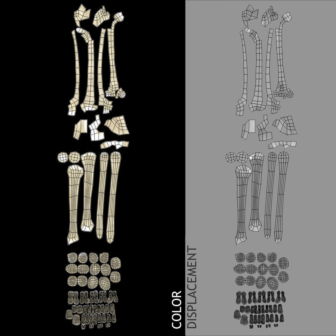 Full Body Skeleton 3D Model – Rigged and Ready for Animation, Maya - View 20