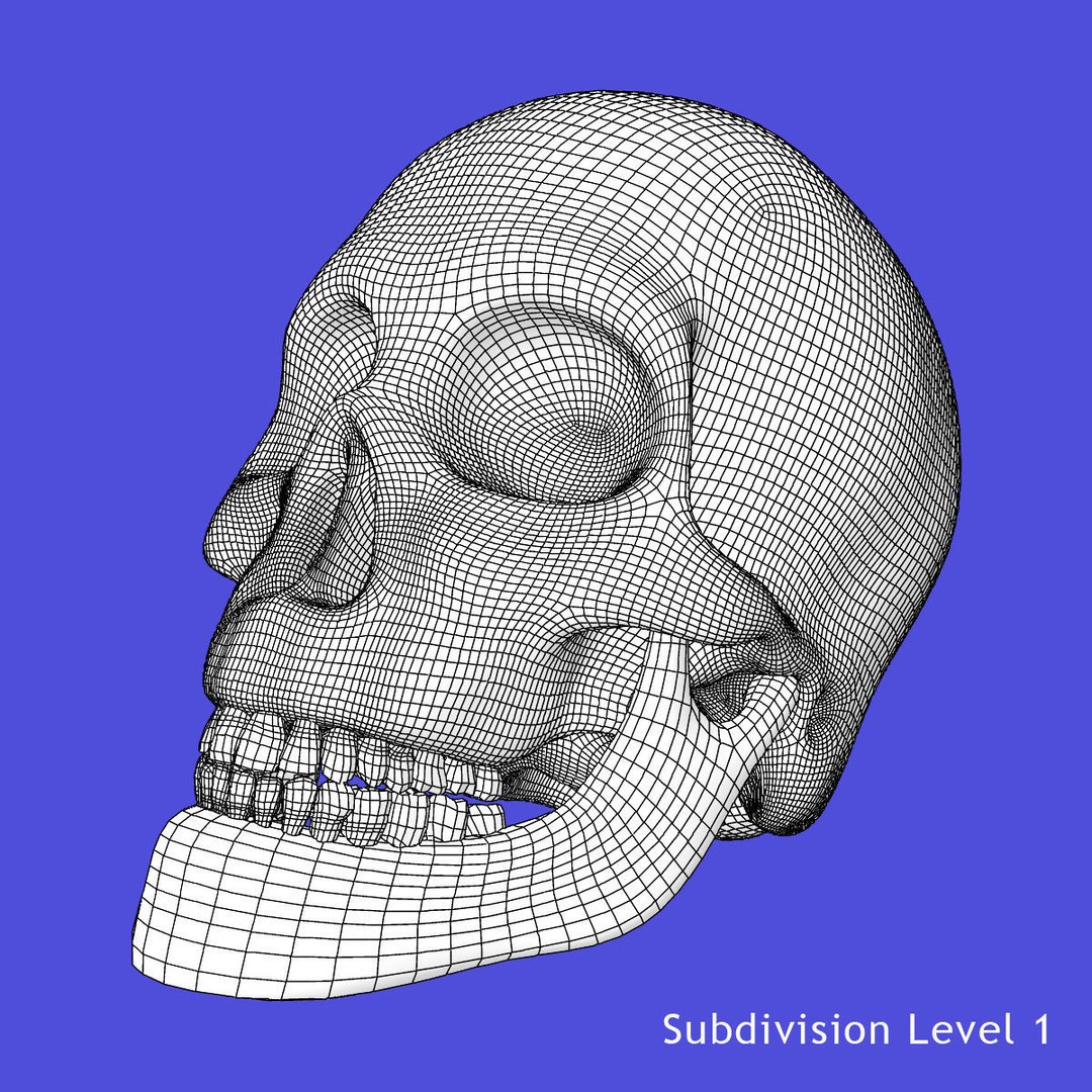 Full Body Skeleton 3D Model – Rigged and Ready for Animation, Maya - View 27