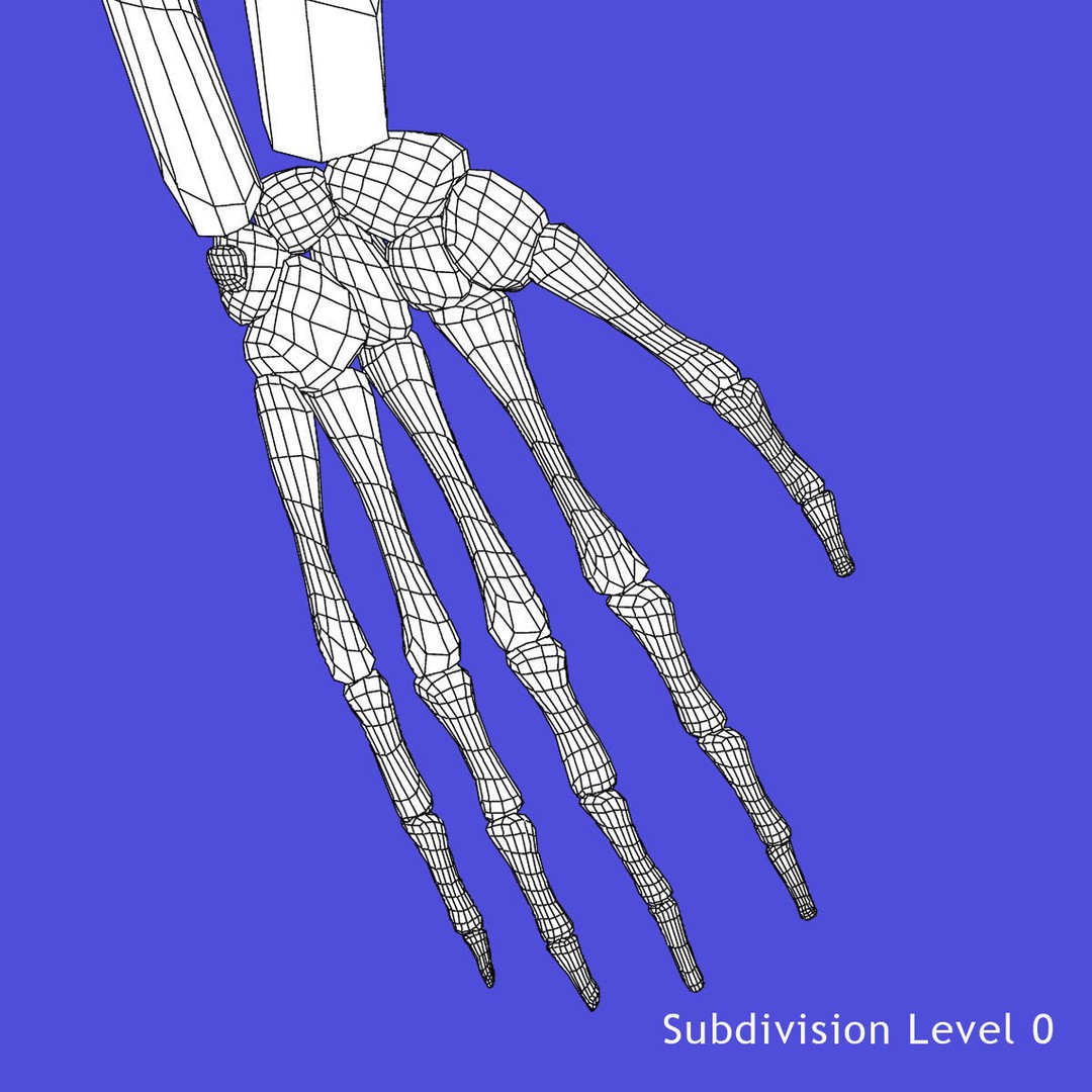 Full Body Skeleton 3D Model – Rigged and Ready for Animation, Maya - View 28