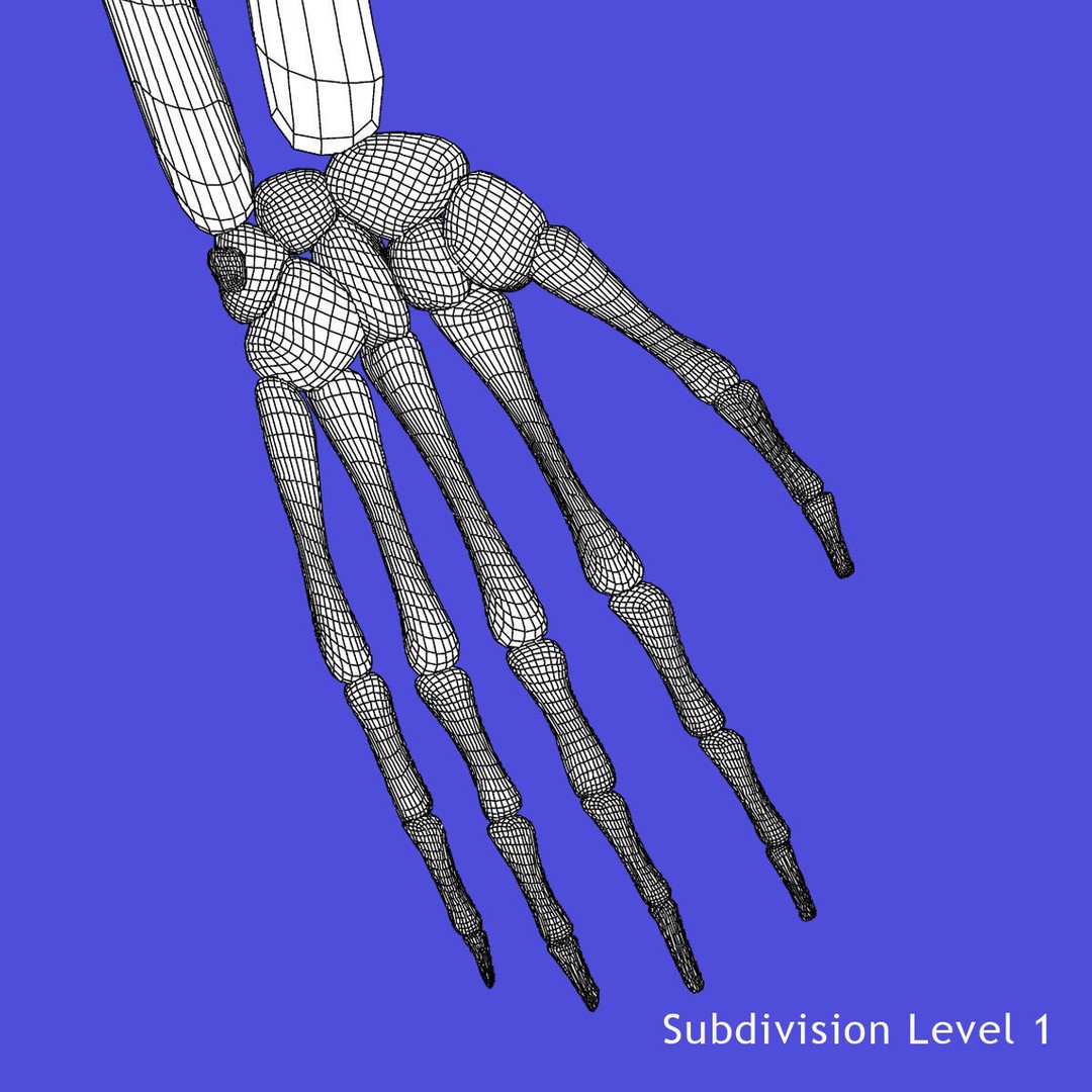 Full Body Skeleton 3D Model – Rigged and Ready for Animation, Maya - View 29