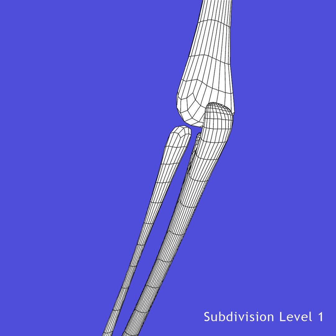 Full Body Skeleton 3D Model – Rigged and Ready for Animation, Maya - View 31
