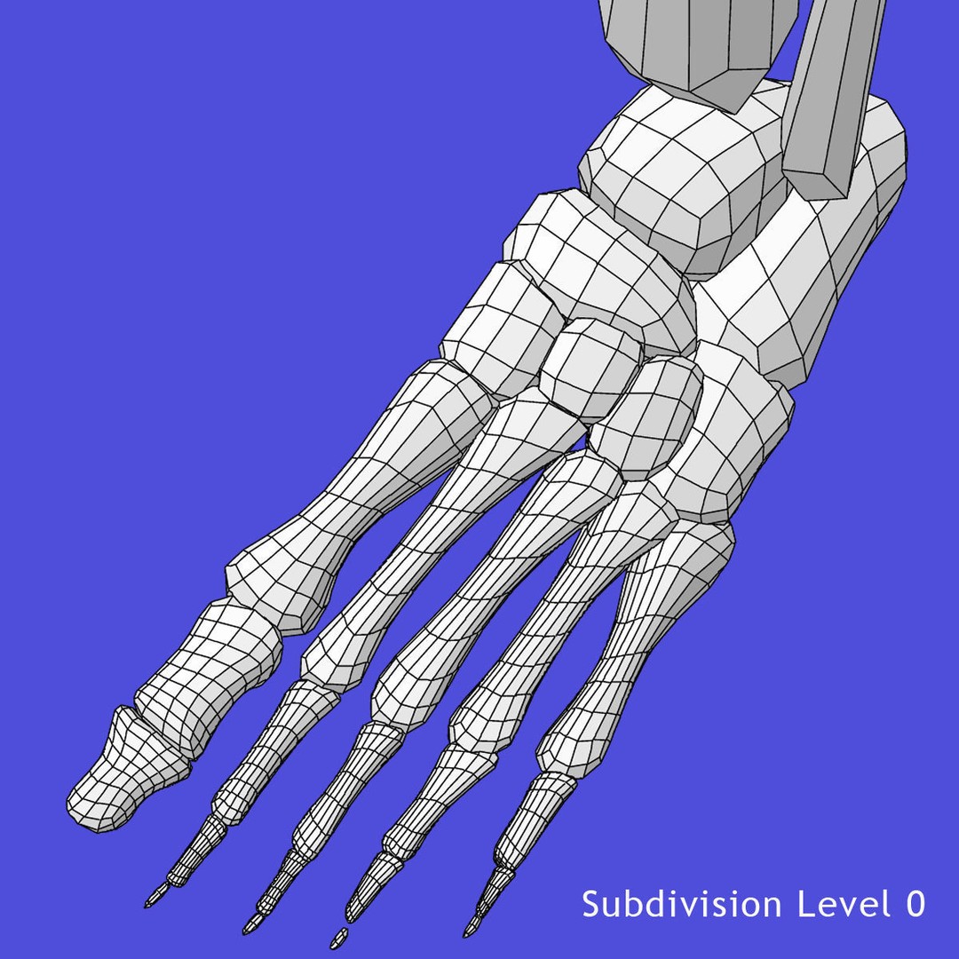Full Body Skeleton 3D Model – Rigged and Ready for Animation, Maya - View 32