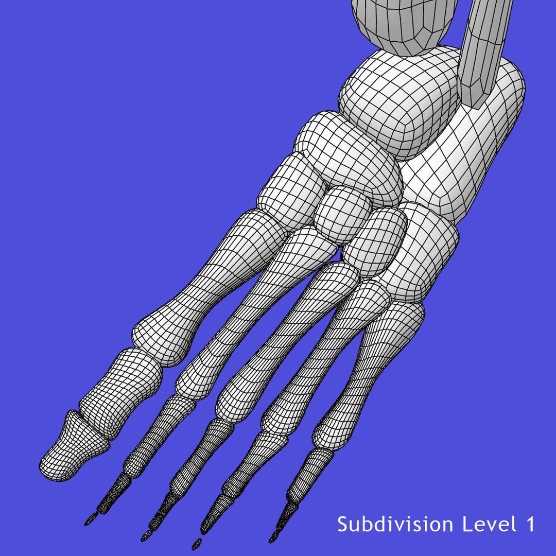 Full Body Skeleton 3D Model – Rigged and Ready for Animation, Maya - View 33
