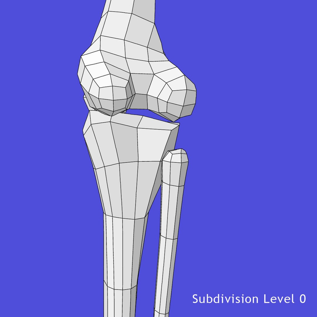 Full Body Skeleton 3D Model – Rigged and Ready for Animation, Maya - View 34