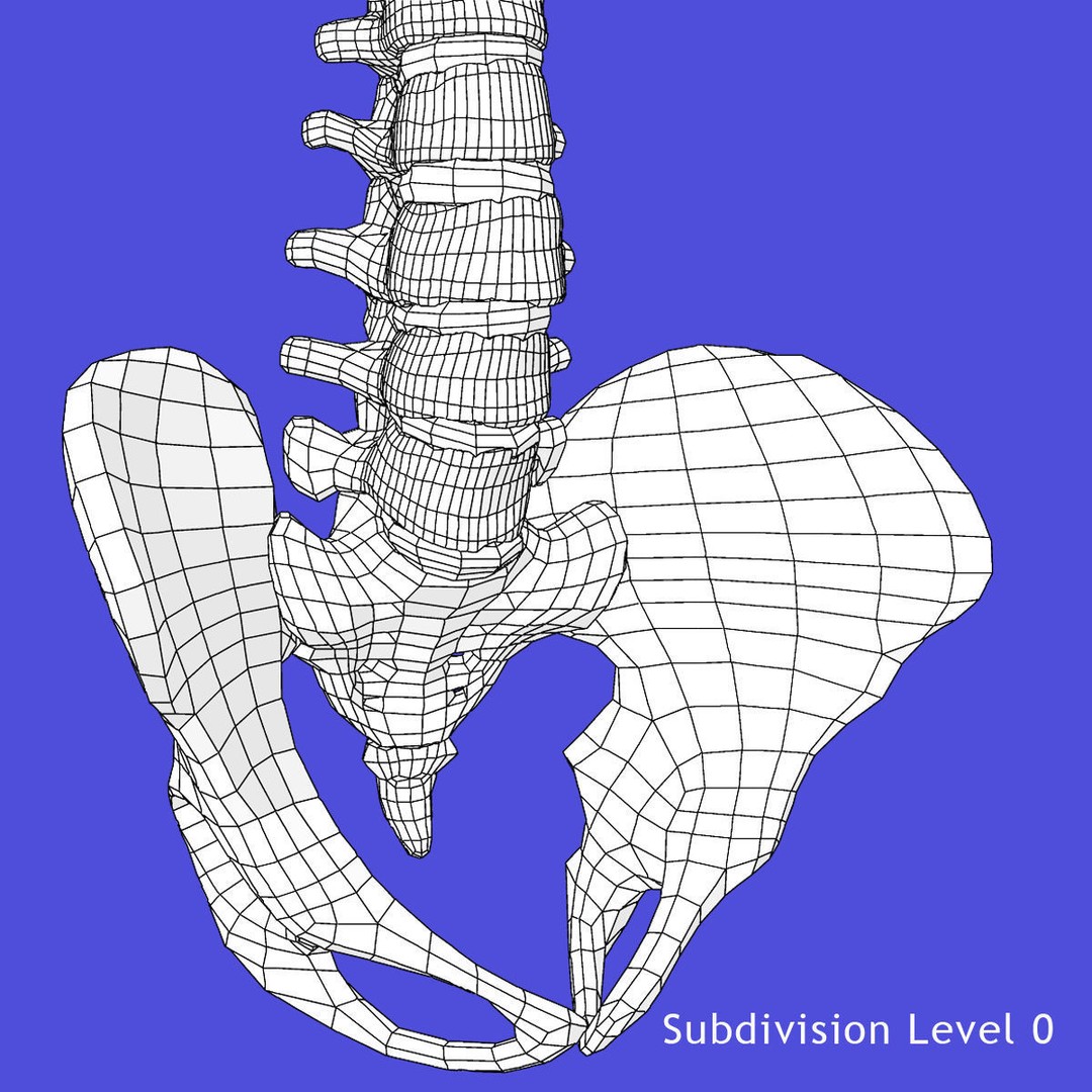 Full Body Skeleton 3D Model – Rigged and Ready for Animation, Maya - View 36