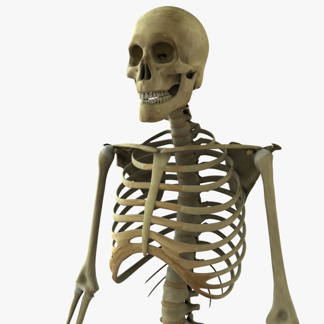 Full Body Skeleton 3D Model – Rigged and Ready for Animation, Maya - View 4