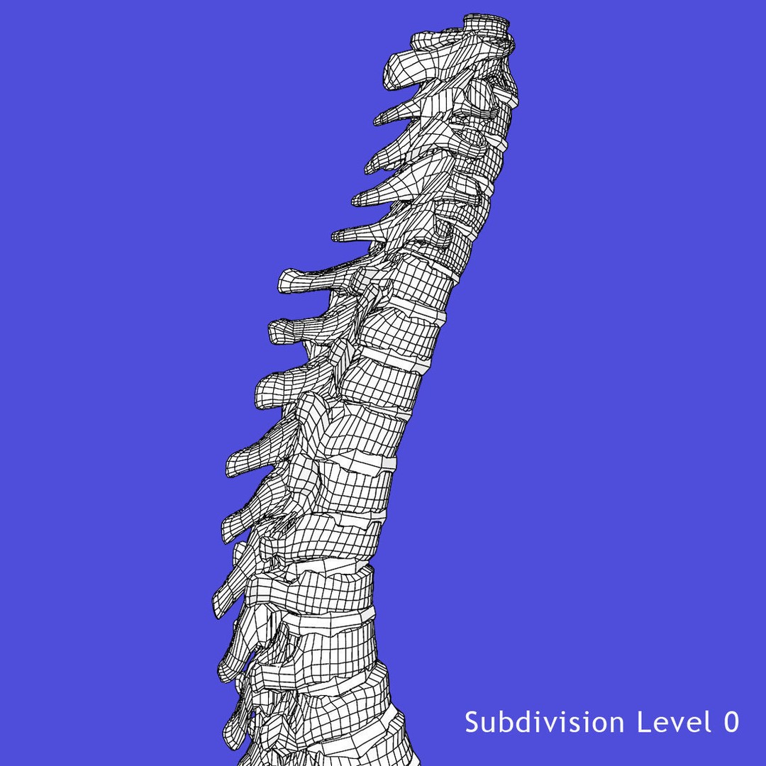 Full Body Skeleton 3D Model – Rigged and Ready for Animation, Maya - View 40