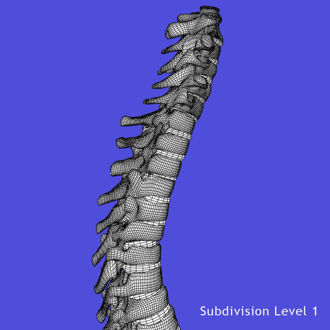 Full Body Skeleton 3D Model – Rigged and Ready for Animation, Maya - View 41