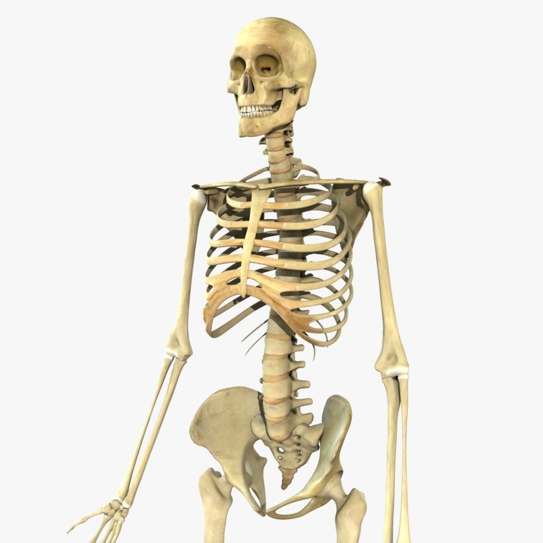 Full Body Skeleton 3D Model – Rigged and Ready for Animation, Maya - View 5