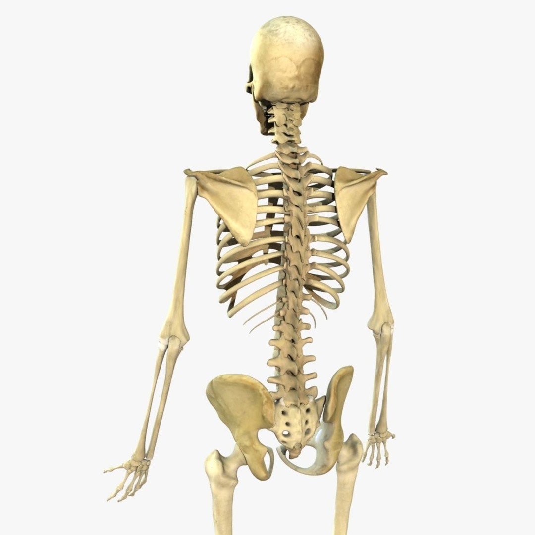 Full Body Skeleton 3D Model – Rigged and Ready for Animation, Maya - View 6