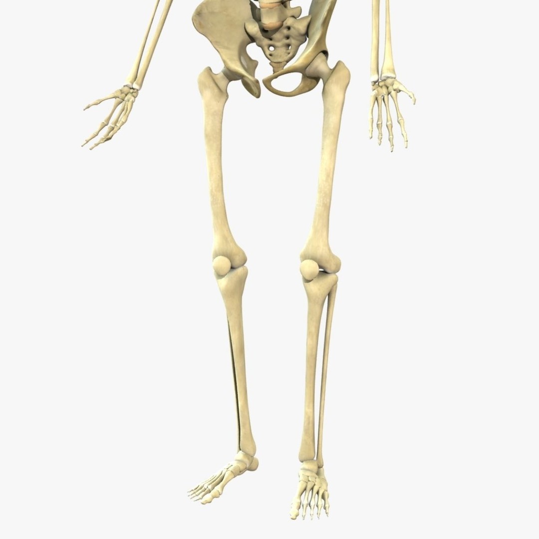Full Body Skeleton 3D Model – Rigged and Ready for Animation, Maya - View 8