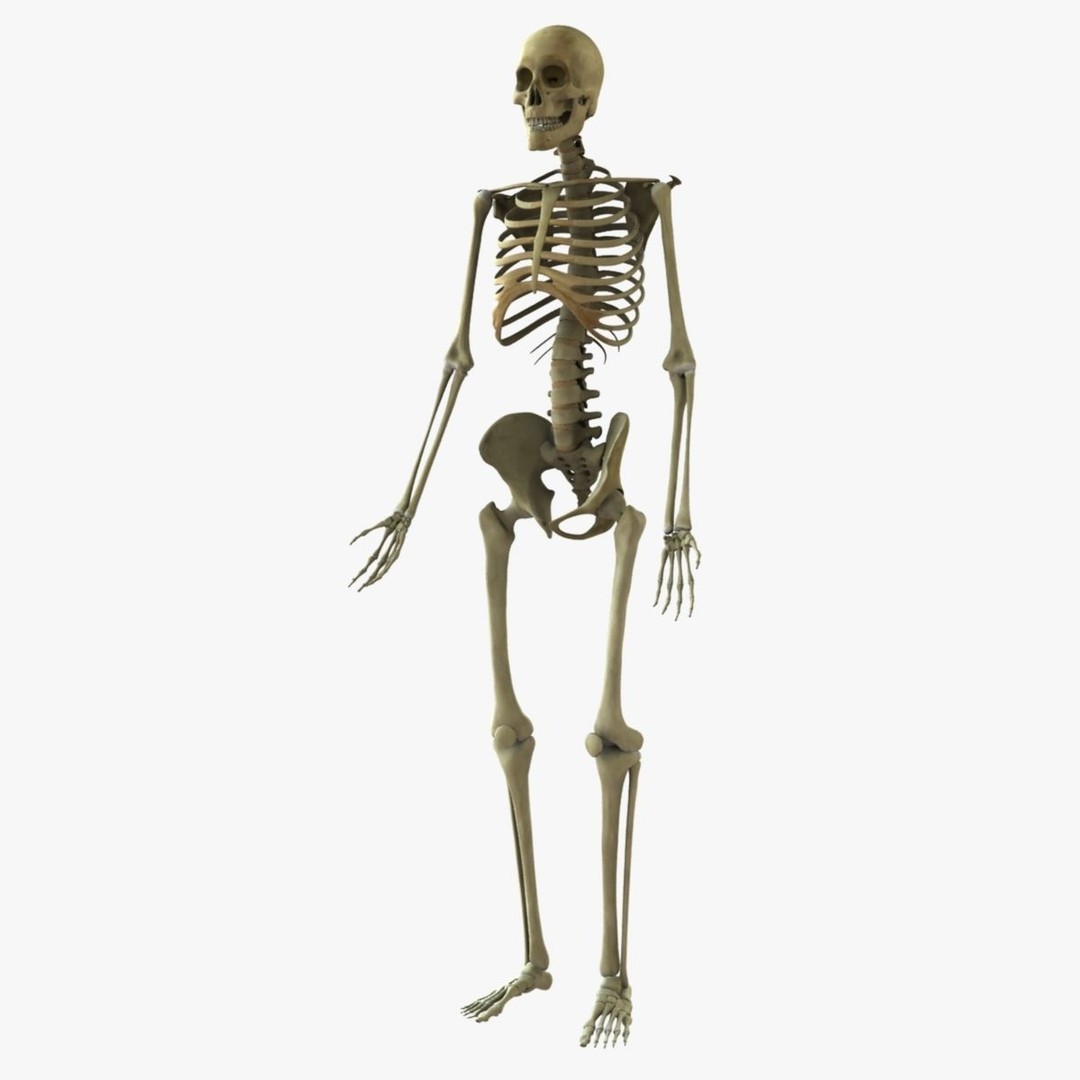 Full Body Skeleton 3D Model – Rigged and Ready for Animation, Maya - View 9
