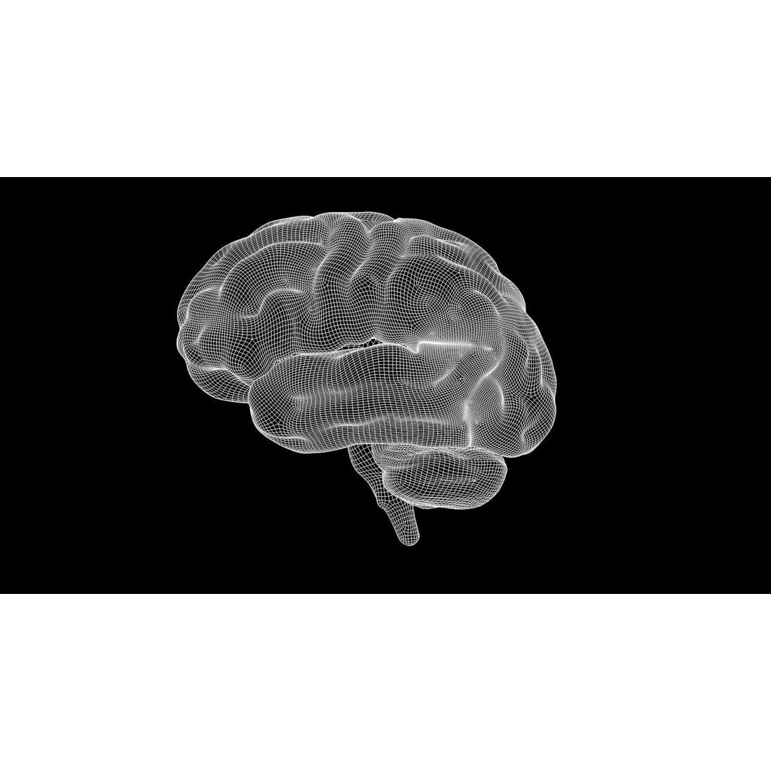 Human Brain Anatomy 3D Model – PBR Character Asset, FBX, OBJ