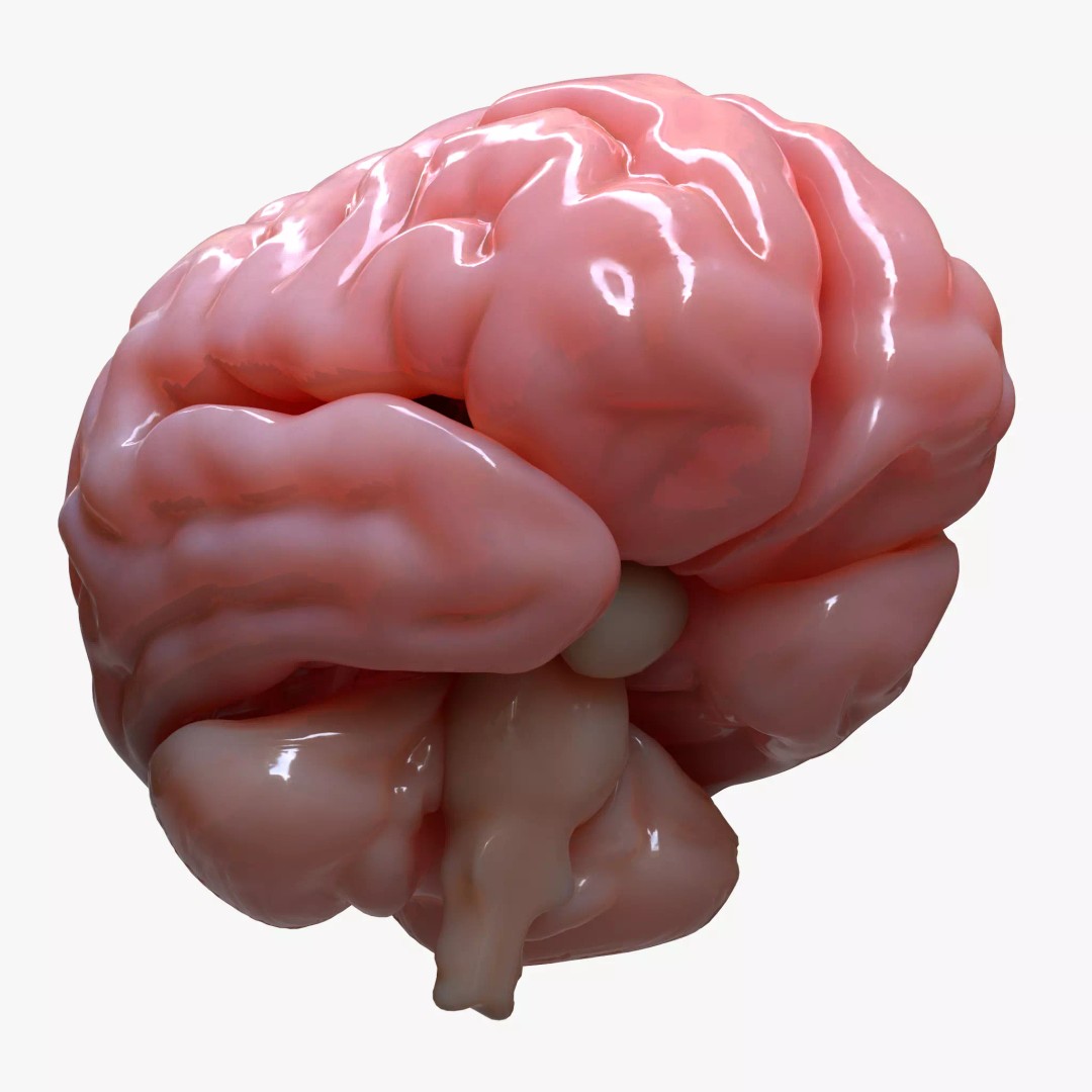 Human Brain Anatomy 3D Model – PBR Character Asset, FBX, OBJ - View 2