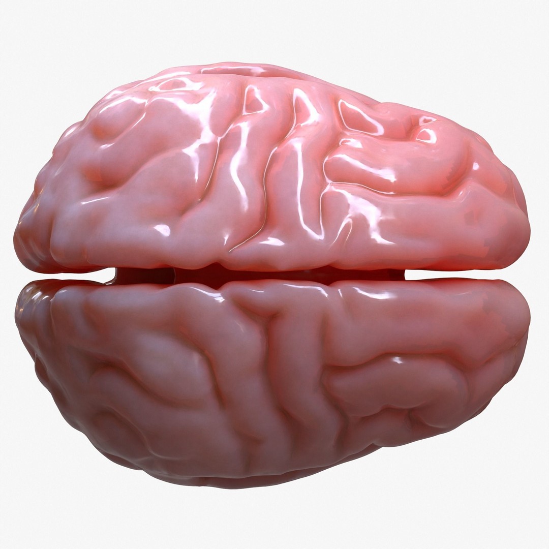 Human Brain Anatomy 3D Model – PBR Character Asset, FBX, OBJ - View 3