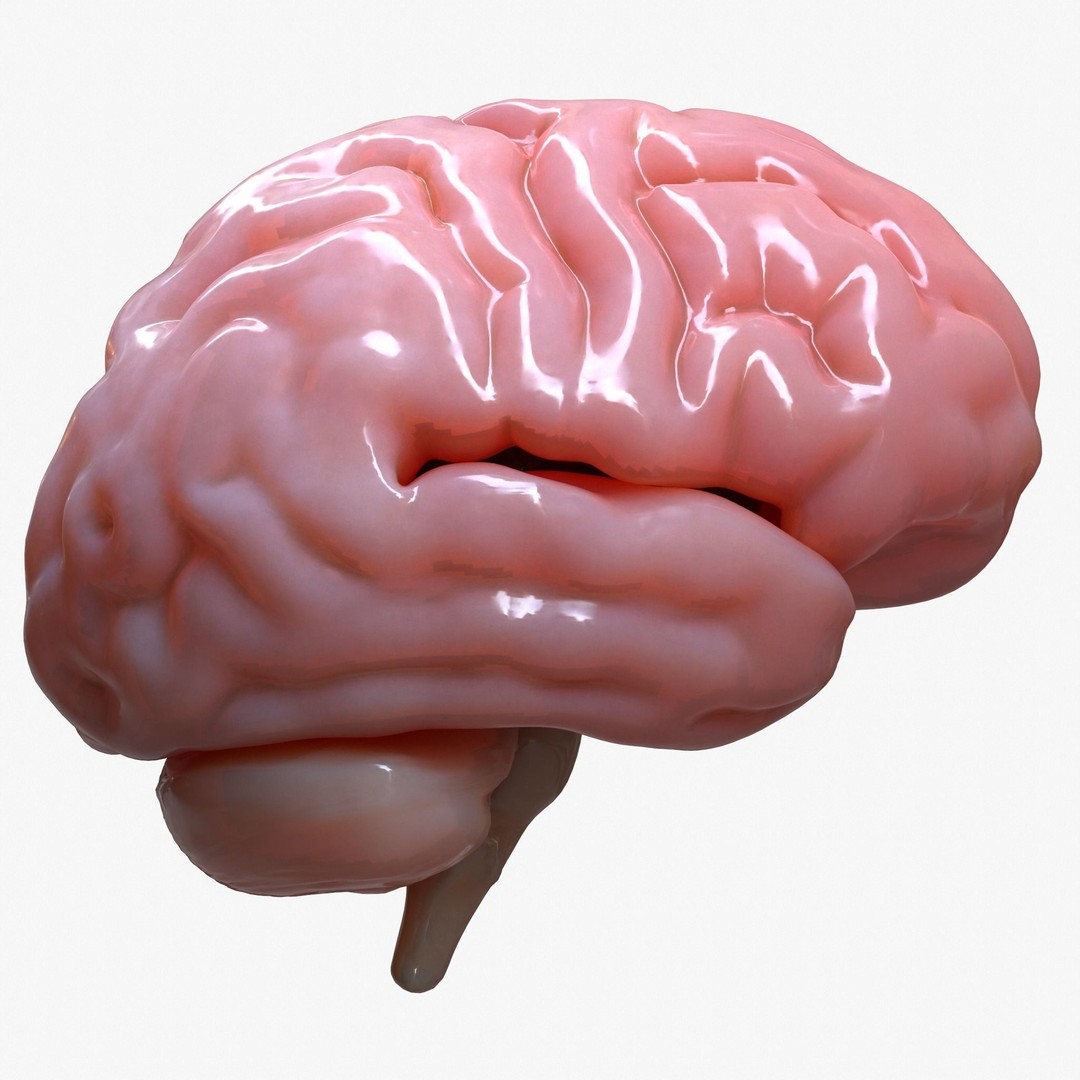 Human Brain Anatomy 3D Model – PBR Character Asset, FBX, OBJ - View 4