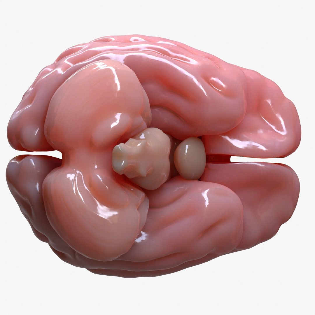 Human Brain Anatomy 3D Model – PBR Character Asset, FBX, OBJ - View 5