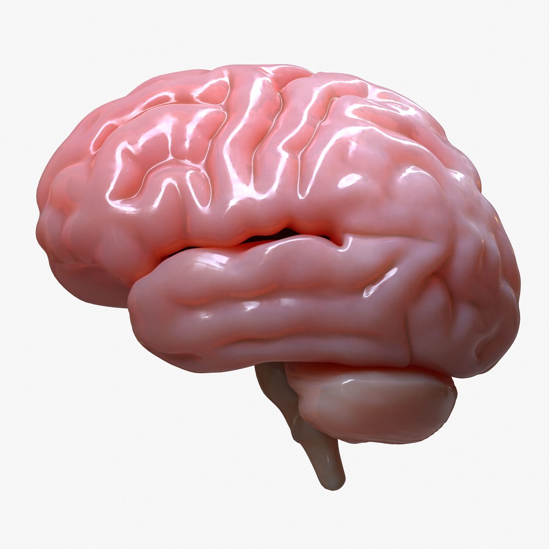 Human Brain Anatomy 3D Model – PBR Character Asset, FBX, OBJ - View 6