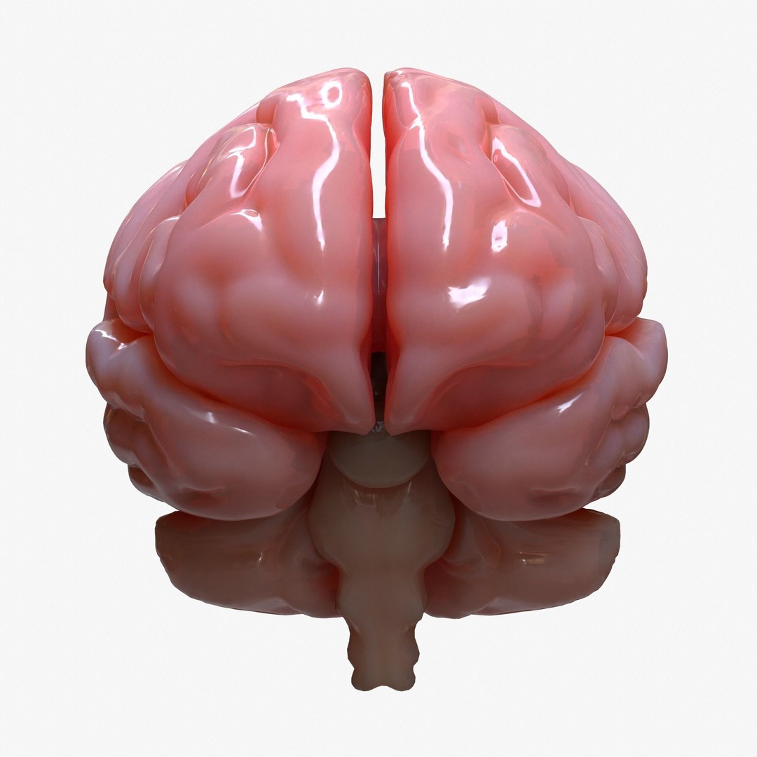 Human Brain Anatomy 3D Model – PBR Character Asset, FBX, OBJ - View 7