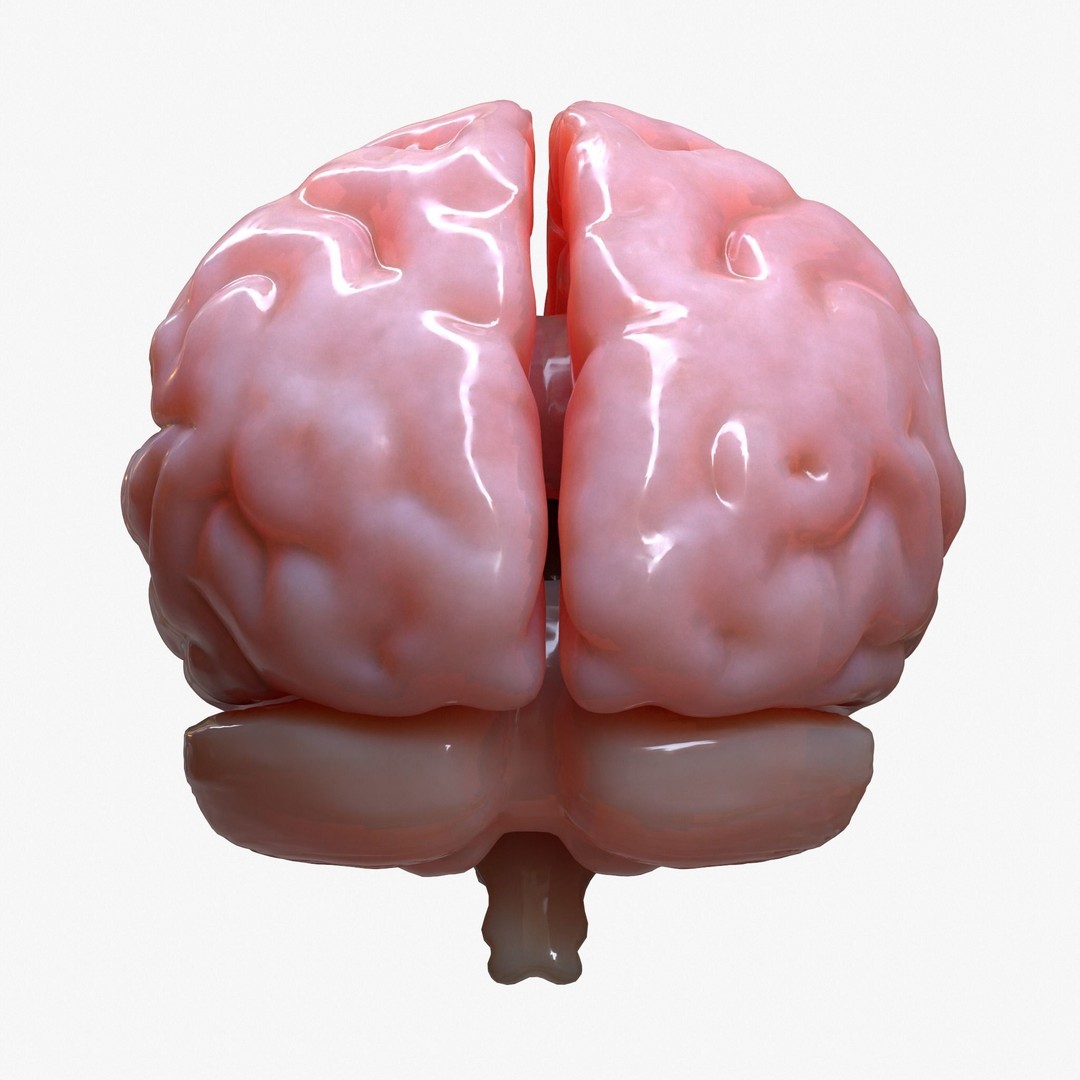 Human Brain Anatomy 3D Model – PBR Character Asset, FBX, OBJ - View 8