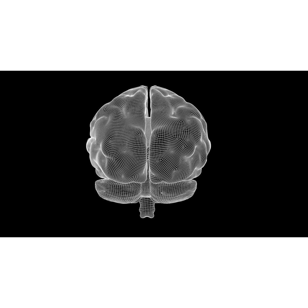 Human Brain Anatomy 3D Model – PBR Character Asset, FBX, OBJ - View 9