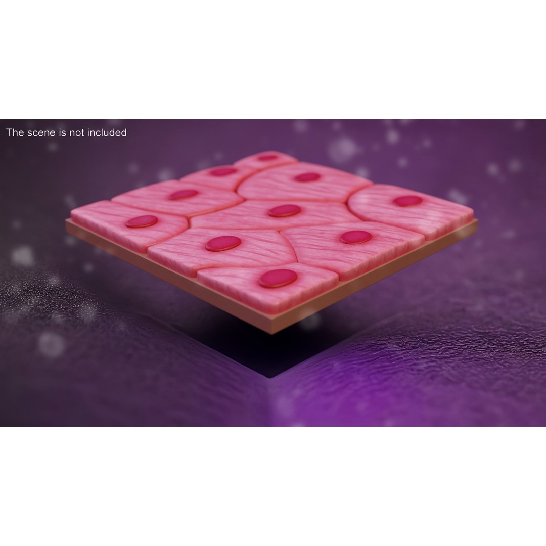 Squamous Epithelium 3D Model – High-Quality Anatomical Tissue, FBX, PBR - View 2