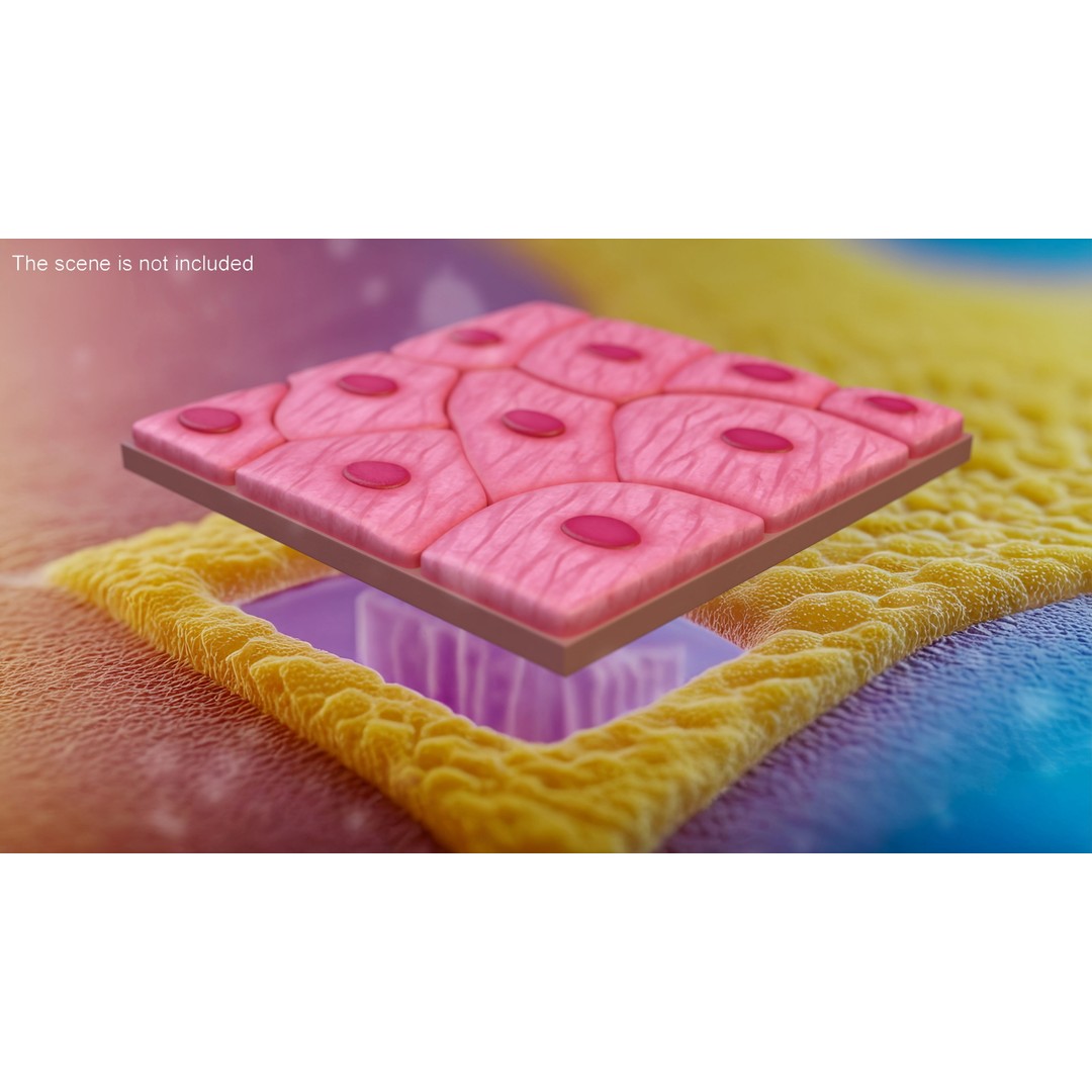 Squamous Epithelium 3D Model – High-Quality Anatomical Tissue, FBX, PBR - View 3