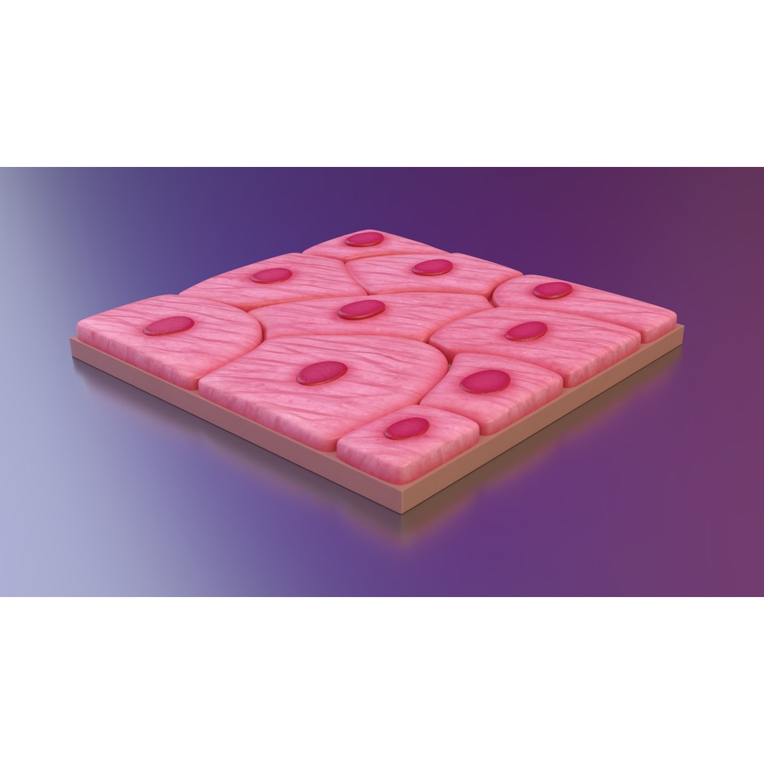 Squamous Epithelium 3D Model – High-Quality Anatomical Tissue, FBX, PBR - View 4