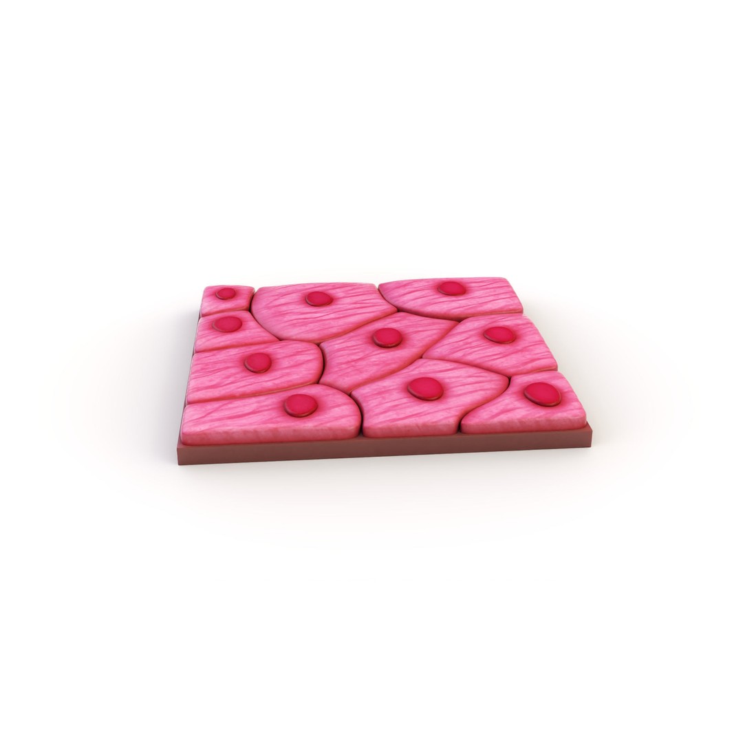 Squamous Epithelium 3D Model – High-Quality Anatomical Tissue, FBX, PBR - View 5