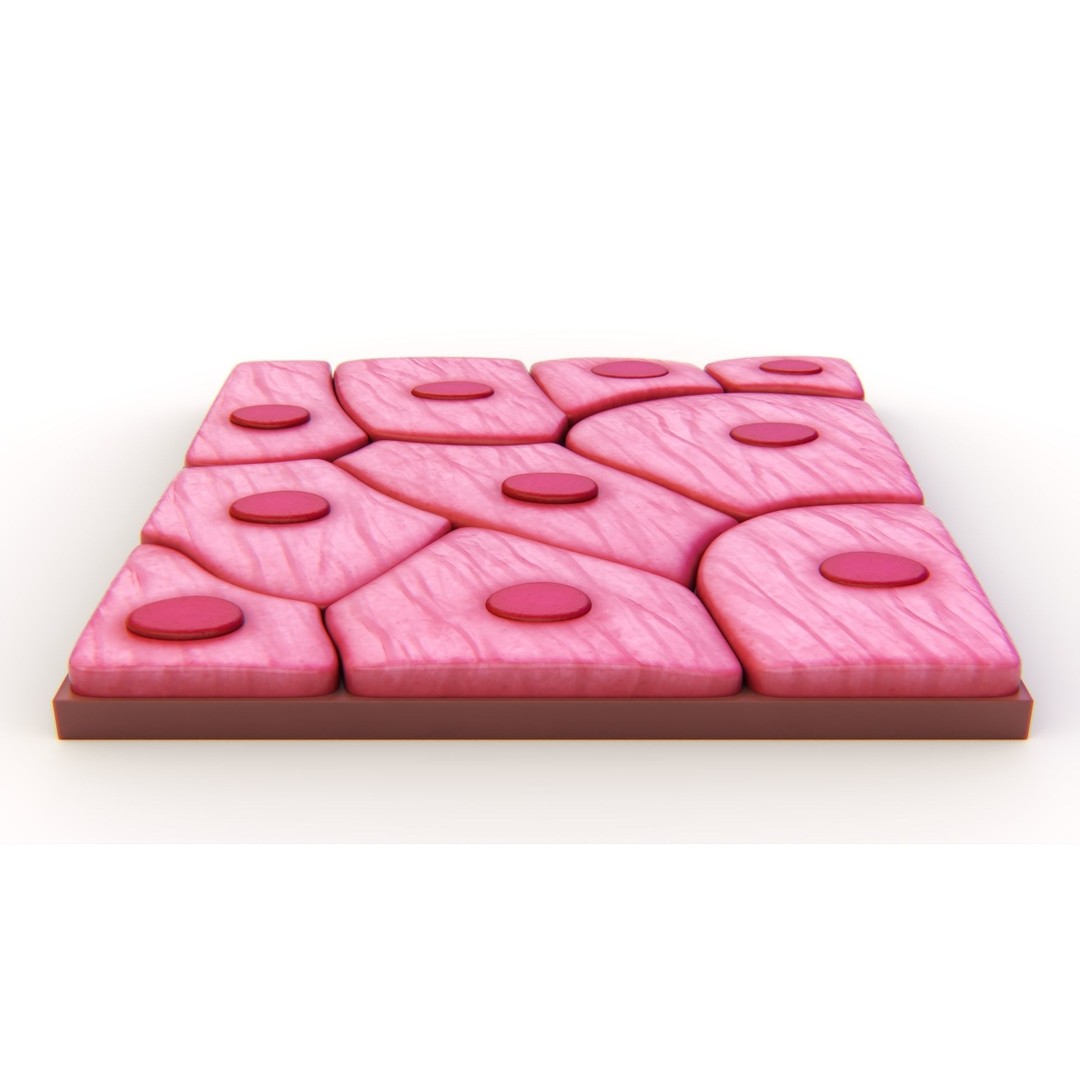 Squamous Epithelium 3D Model – High-Quality Anatomical Tissue, FBX, PBR - View 6