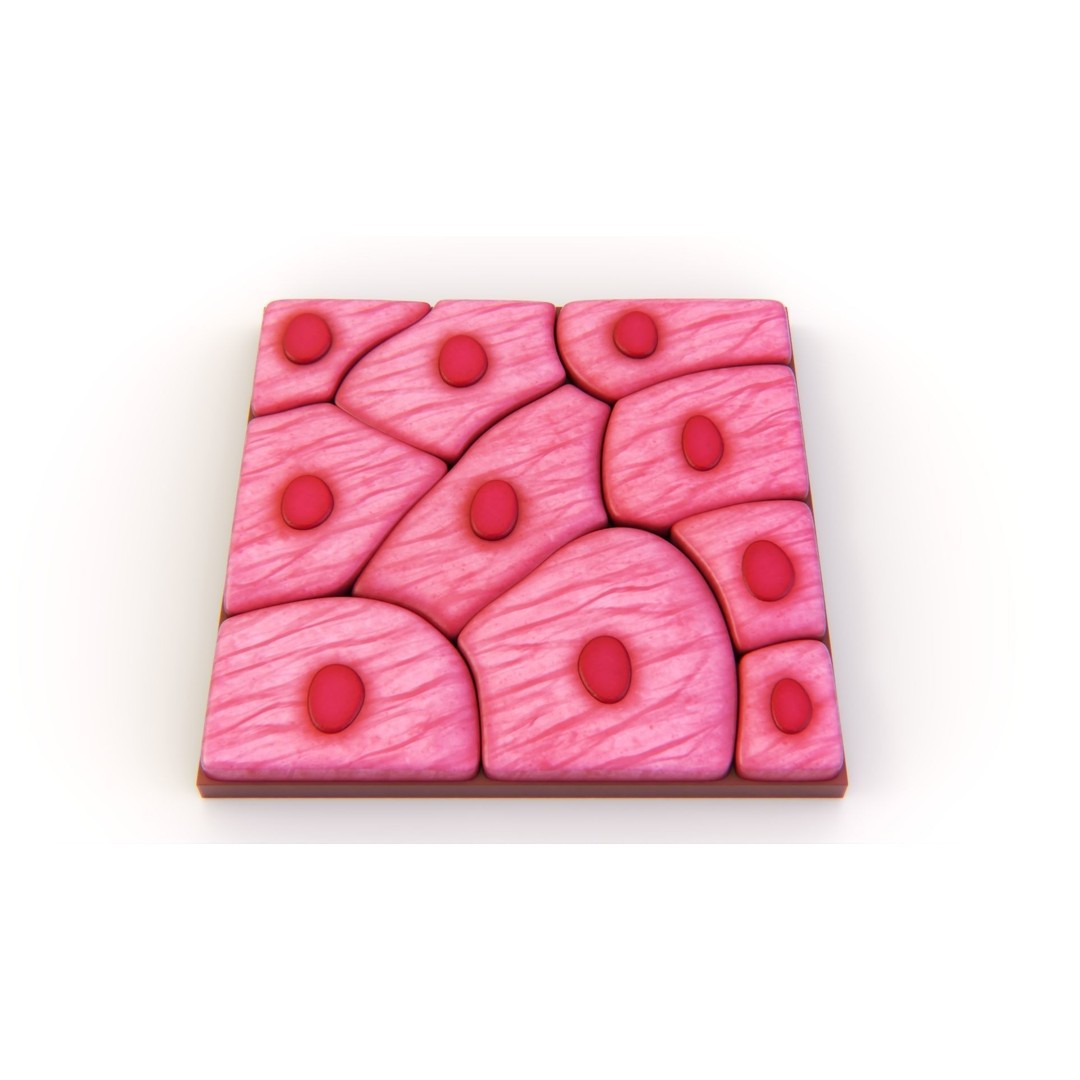Squamous Epithelium 3D Model – High-Quality Anatomical Tissue, FBX, PBR - View 7
