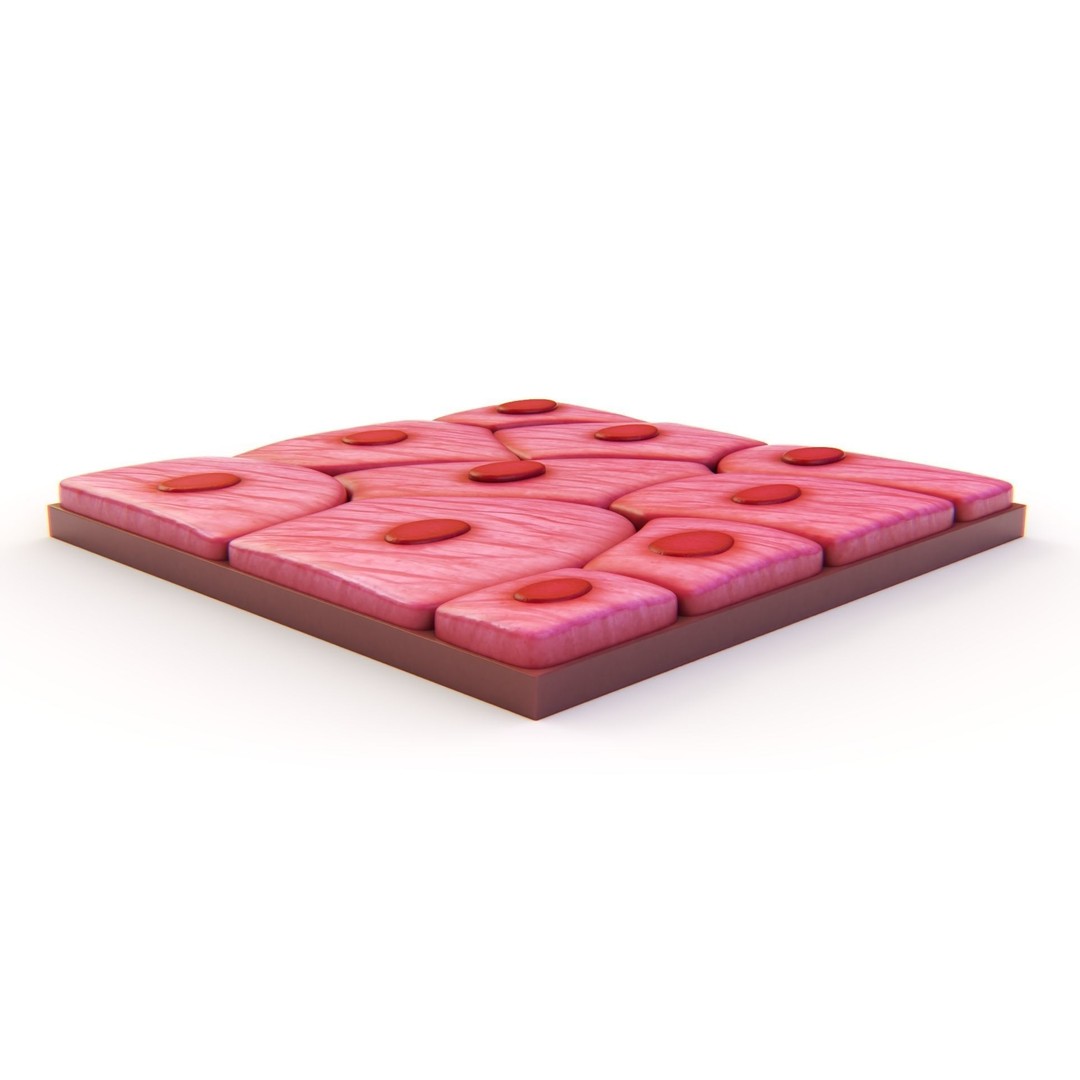 Squamous Epithelium 3D Model – High-Quality Anatomical Tissue, FBX, PBR - View 8
