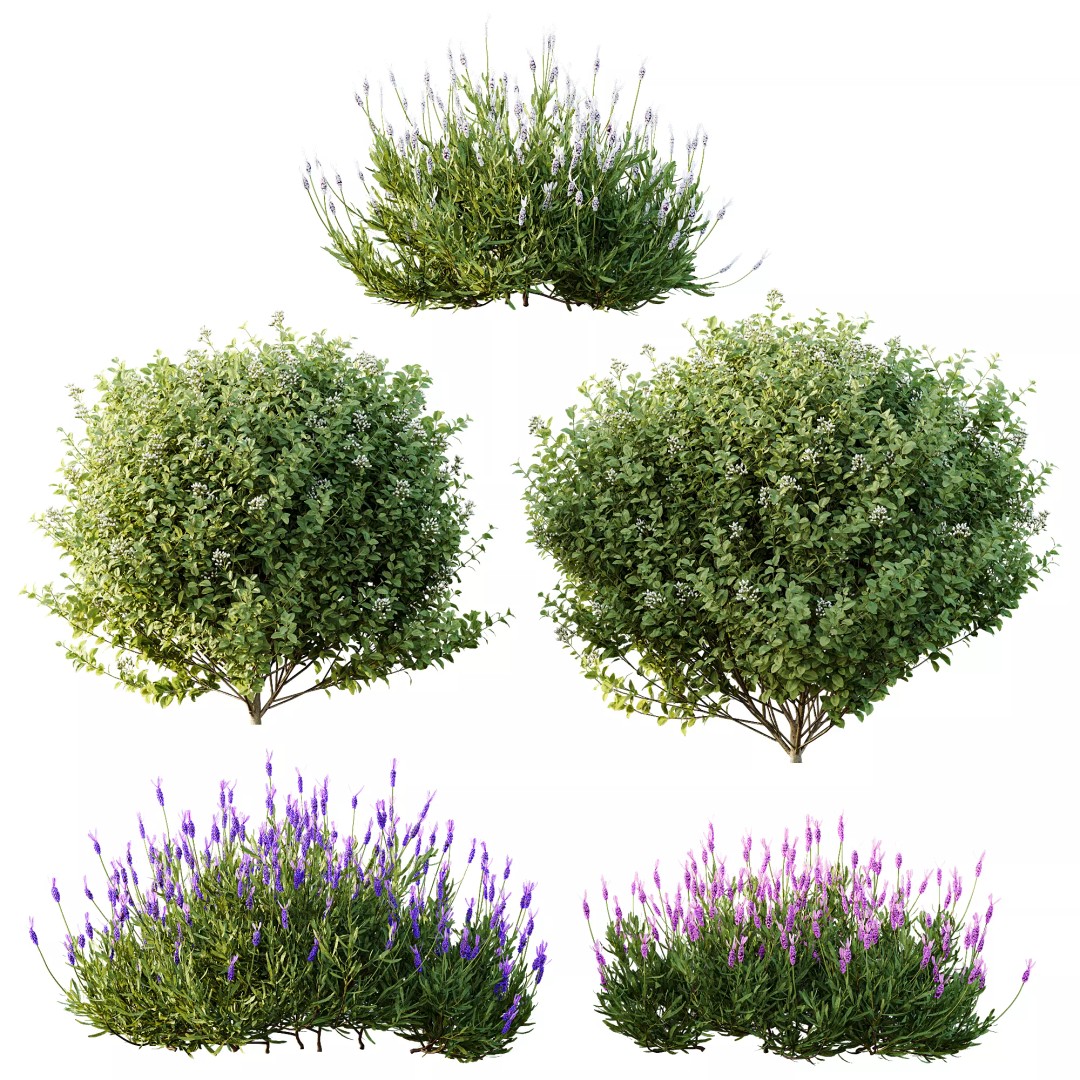 Lavandula and Ligustrum 3D Model – High Poly Plants with 4K Textures - View 10