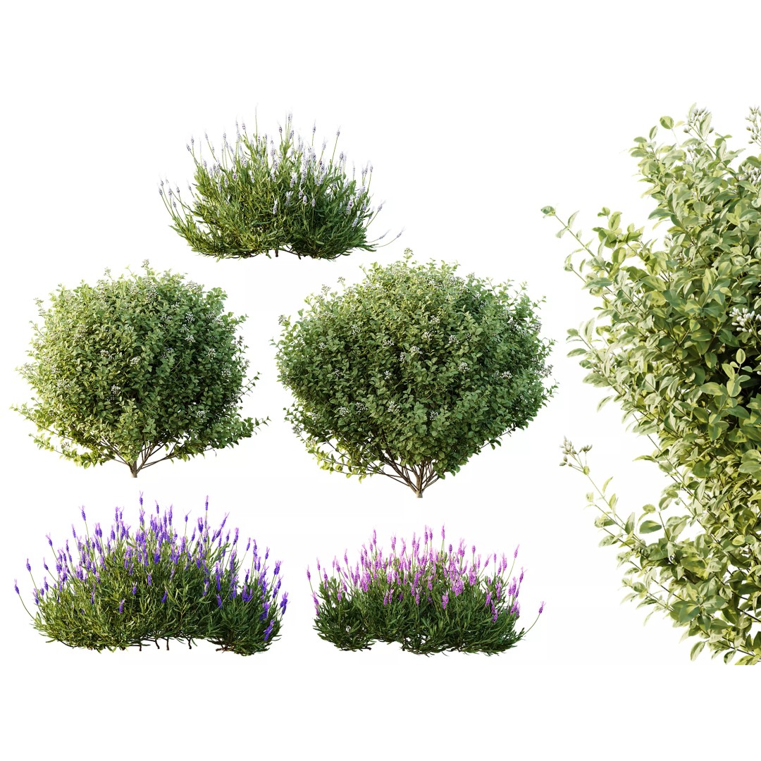 Lavandula and Ligustrum 3D Model – High Poly Plants with 4K Textures - View 2