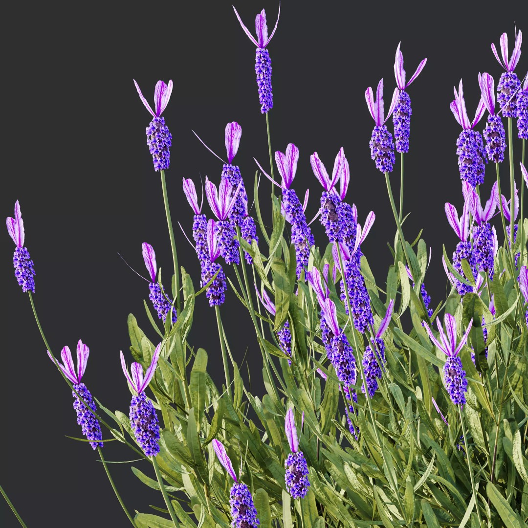 Lavandula and Ligustrum 3D Model – High Poly Plants with 4K Textures - View 3