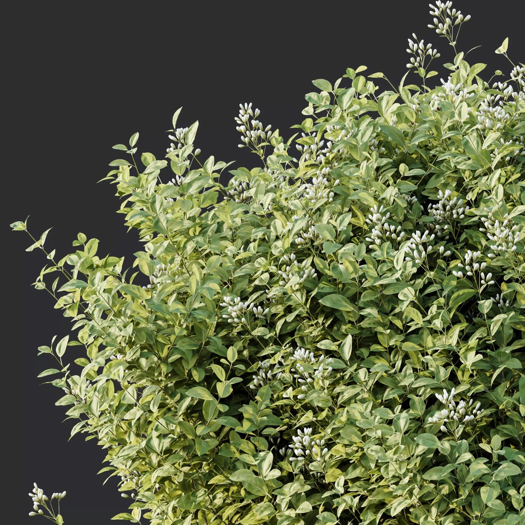Lavandula and Ligustrum 3D Model – High Poly Plants with 4K Textures - View 4