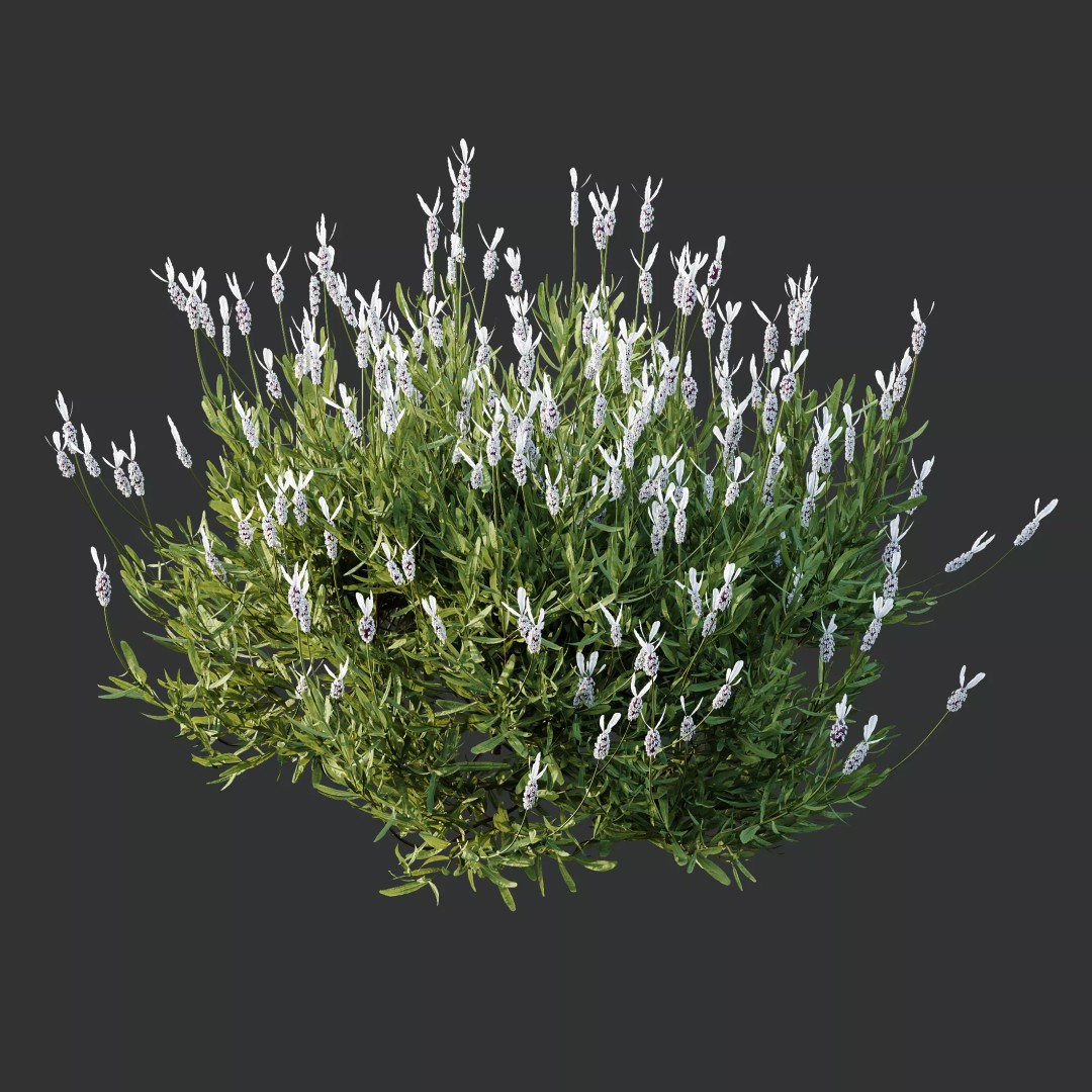 Lavandula and Ligustrum 3D Model – High Poly Plants with 4K Textures - View 5