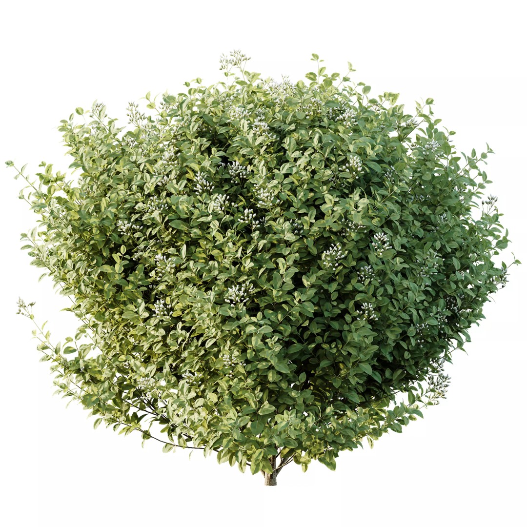 Lavandula and Ligustrum 3D Model – High Poly Plants with 4K Textures - View 6