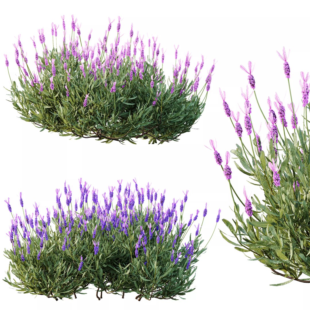 Lavandula and Ligustrum 3D Model – High Poly Plants with 4K Textures - View 7