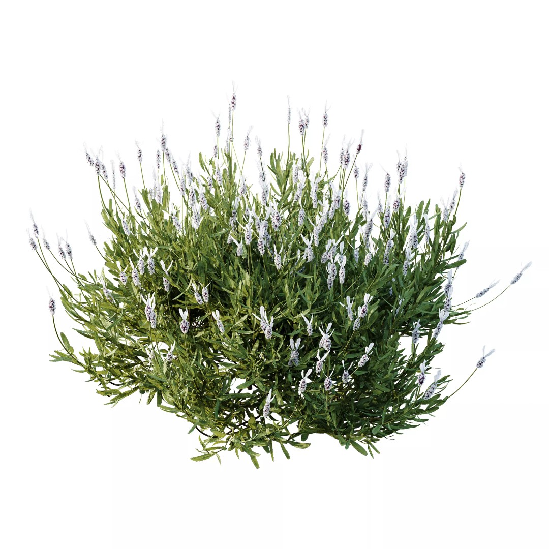 Lavandula and Ligustrum 3D Model – High Poly Plants with 4K Textures - View 8
