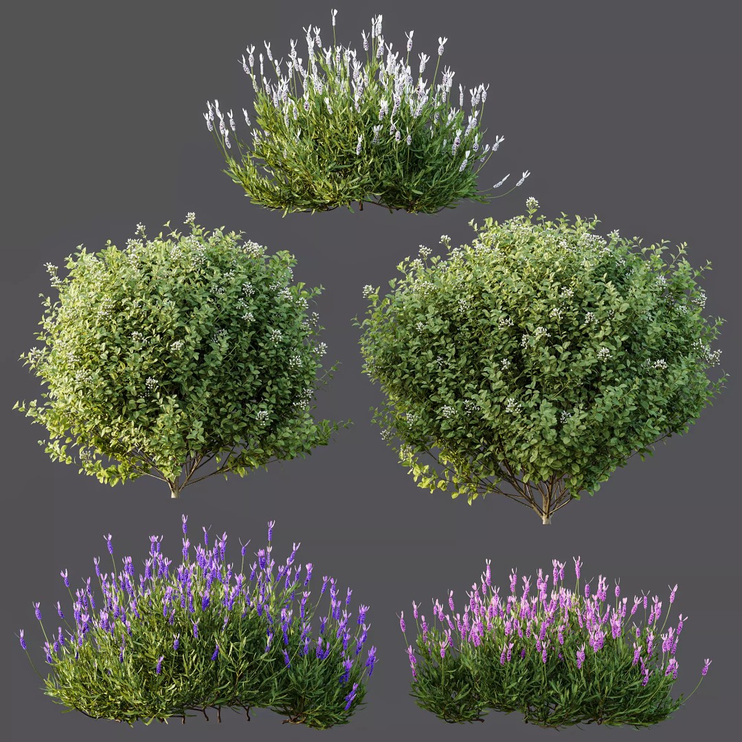 Lavandula and Ligustrum 3D Model – High Poly Plants with 4K Textures - View 9