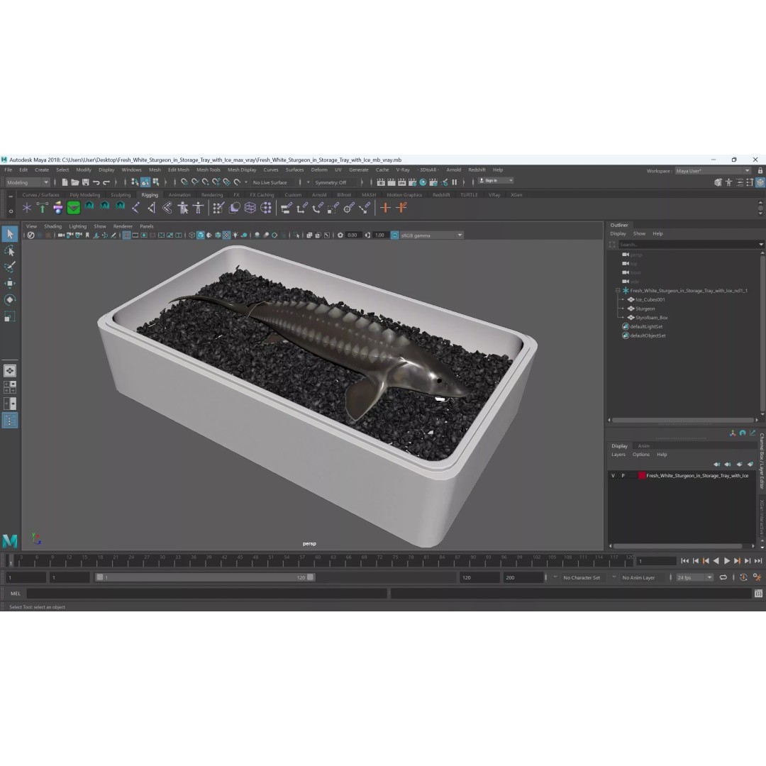 Fresh White Sturgeon 3D Model – Realistic PBR Fish in Storage Tray - View 18