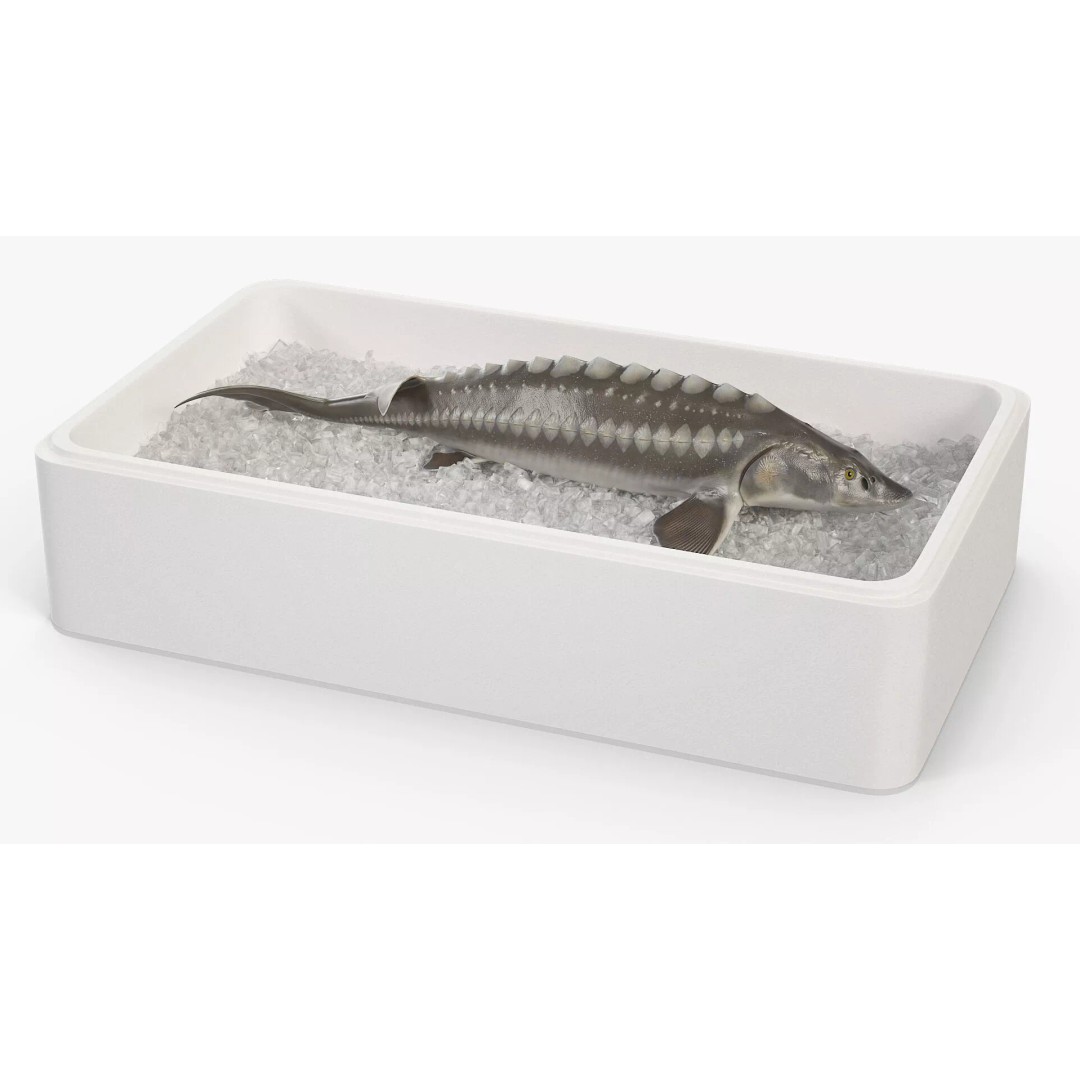Fresh White Sturgeon 3D Model – Realistic PBR Fish in Storage Tray - View 2