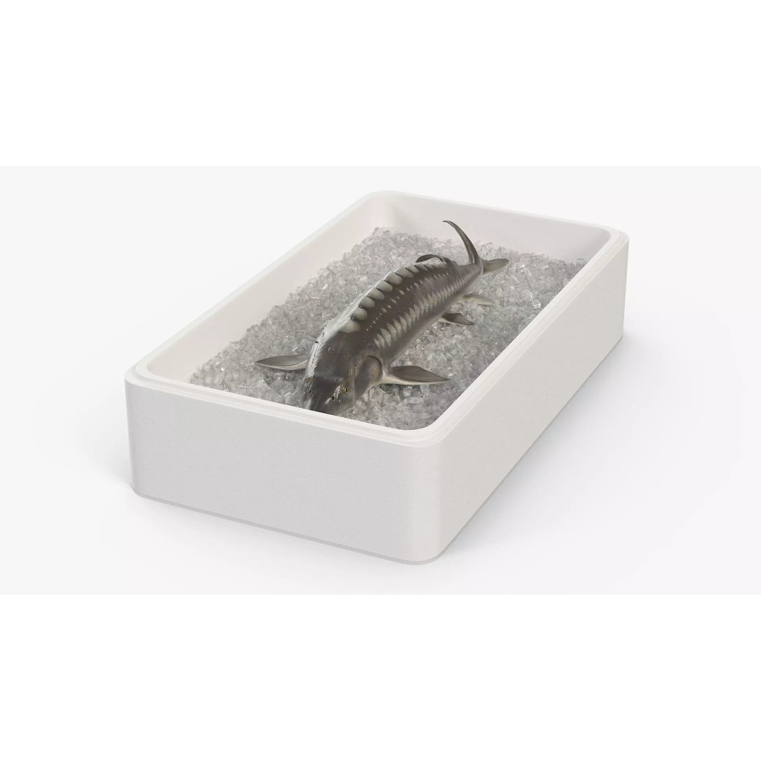 Fresh White Sturgeon 3D Model – Realistic PBR Fish in Storage Tray - View 3