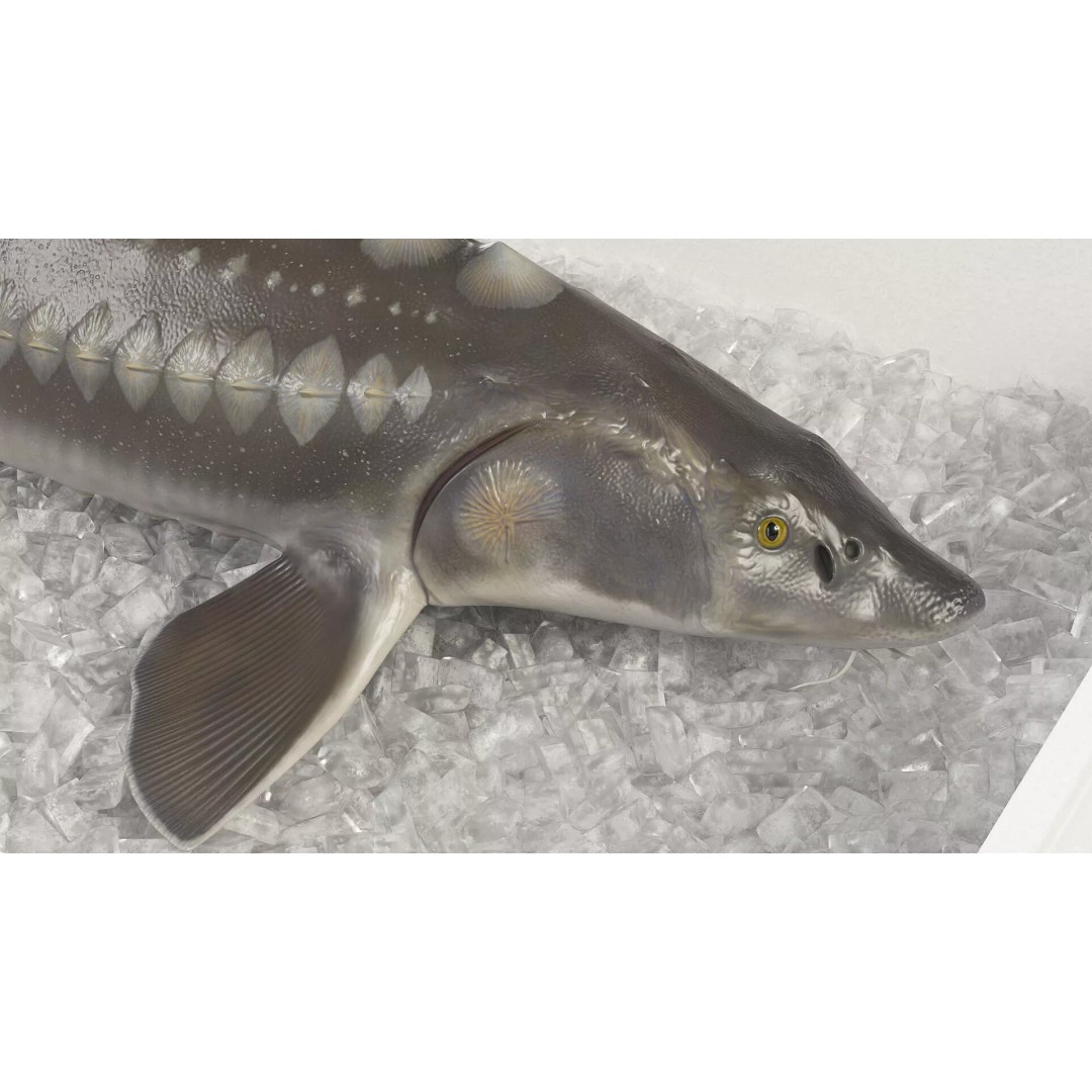 Fresh White Sturgeon 3D Model – Realistic PBR Fish in Storage Tray - View 5