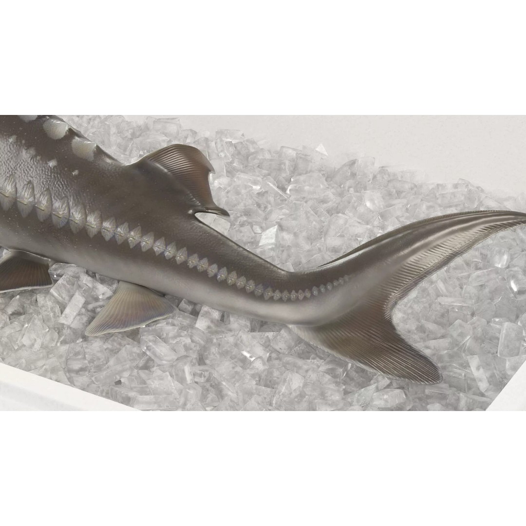 Fresh White Sturgeon 3D Model – Realistic PBR Fish in Storage Tray - View 6
